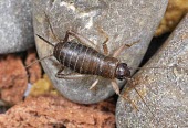 Female scaly cricket, dorsal view Terrestrial,Endangered,Shore,Omnivorous,Europe,Arthropoda,Gryllidae,Insecta,Orthoptera,Animalia,Pseudomogoplistes