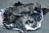 Dead Andean cats regarded as sacred items Threats to existence,Hunting,jacobita,Appendix I,Oreailurus,Carnivorous,South America,Carnivora,Endangered,Mountains,Soil,Terrestrial,Mammalia,Felidae,Animalia,Chordata,IUCN Red List