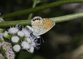 Western pygmy blue perched on flowering plant Arthropoda,Arthropods,Coppers, Hairstreaks,Lycaenidae,Lepidoptera,Butterflies, Skippers, Moths,Insects,Insecta,Flying,Desert,Animalia,South America,Fluid-feeding,North America,Brephidium