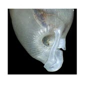 Gulella aprostoketa close up of shell Streptaxidae,Stylommatophora,Endangered,Mollusca,Gulella,IUCN Red List,Gastropoda,Africa,Terrestrial,Forest,Animalia