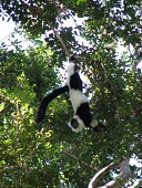 Southern ruffed lemur hanging from a branch Adult,Chordata,Africa,Herbivorous,Animalia,variegata,Arboreal,Lemuridae,Appendix I,Terrestrial,Mammalia,Varecia,Endangered,Primates,Rainforest,IUCN Red List,Critically Endangered