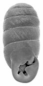 SEM image of Gulella puzeyi Gastropoda,Terrestrial,Forest,Gulella,Animalia,Stylommatophora,Africa,Mollusca,IUCN Red List,puzeyi,Sub-tropical,Critically Endangered,Streptaxidae