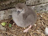 Wedge-tailed shearwater chick Chick,Ciconiiformes,Herons Ibises Storks and Vultures,Chordates,Chordata,Procellariidae,Shearwaters and Petrels,Aves,Birds,Coastal,Carnivorous,Puffinus,Shore,Aquatic,Marine,Australia,Asia,Flying,Afric