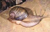 Maputaland cannibal snail Forest,Mollusca,Gastropoda,Animalia,Terrestrial,Rhytididae,Carnivorous,Africa,Vulnerable,Stylommatophora,Natalina,wesseliana,IUCN Red List
