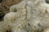 Carpet sea squirt CCW / via GBNNSS Australia,Coastal,North America,Ocean,Asia,Didemnum,Aquatic,Europe,Enterogona,Pacific,Ascidiacea,Atlantic,South,Particulate,Animalia,Chordata,Didemnidae