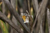 Side view of Lange's metalmark butterfly Fluid-feeding,Riodinidae,Herbivorous,Terrestrial,Lepidoptera,Arthropoda,North America,Apodemia,Animalia,Flying,Sand-dune,Insecta