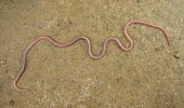 Hooked thread snake Species in habitat shot,Adult,Habitat,Leptotyphlops,Terrestrial,Reptilia,Africa,Animalia,Asia,Chordata,Carnivorous,Leptotyphlopidae,Squamata