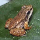 Bloody Bay fragrant frog, dorsal view Adult,Tropical,Anura,Mannophryne,IUCN Red List,Animalia,Chordata,Terrestrial,Amphibia,Forest,olmonae,Rainforest,Streams and rivers,Vulnerable,Aromobatidae,South America,Aquatic,Fresh water