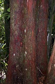 Pouteria semecarpifolia trunk Mature form,Tracheophyta,Plantae,Pouteria,Terrestrial,Photosynthetic,Ebenales,Vulnerable,Forest,Sapotaceae,Magnoliopsida,IUCN Red List,Pacific