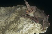 Hemprich's long-eared bat crawling on a rock Locomotion,Climbing,Chiroptera,Bats,Mammalia,Mammals,Chordates,Chordata,Vespertilionidae,Vesper Bats,Flying,hemprichii,Carnivorous,Desert,Semi-desert,Animalia,Least Concern,Africa,Otonycteris,Asia,IUC