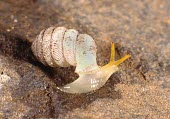 Trumpet-mouthed hunter snail Critically Endangered,Africa,Terrestrial,Streptaxidae,Gastropoda,Mollusca,Stylommatophora,salpinx,Carnivorous,Forest,Gulella,Animalia,IUCN Red List
