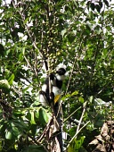 Southern ruffed lemur feeding on fruit Feeding,Adult,Feeding behaviour,Chordata,Africa,Herbivorous,Animalia,variegata,Arboreal,Lemuridae,Appendix I,Terrestrial,Mammalia,Varecia,Endangered,Primates,Rainforest,IUCN Red List,Critically Endang