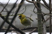 Palila calling Adult,What does it sound like ?,Chordates,Chordata,Aves,Birds,Grossbeaks, Crossbills,Fringillidae,Perching Birds,Passeriformes,Arboreal,Forest,Terrestrial,Mountains,Omnivorous,bailleui,Flying,Critical