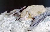 Schlieffen's bat on a cave wall Adult,Mammalia,Mammals,Chordates,Chordata,Vespertilionidae,Vesper Bats,Chiroptera,Bats,Least Concern,Semi-desert,Terrestrial,Desert,Grassland,Scrub,Africa,Animalia,Nycticeinops,Flying,IUCN Red List