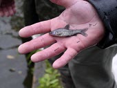Topmouth gudgeon in hand Adult,Cyprinidae,Cypriniformes,Asia,Africa,Chordata,Pseudorasbora,Ponds and lakes,Streams and rivers,Least Concern,Animalia,Aquatic,Omnivorous,Europe,Actinopterygii,IUCN Red List