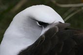 Laysan albatross resting, head detail Adult,How does it live ?,Albatrosses,Diomedeidae,Ciconiiformes,Herons Ibises Storks and Vultures,Chordates,Chordata,Aves,Birds,Terrestrial,Ocean,immutabilis,Carnivorous,Shore,Aquatic,Coastal,Vulnerabl