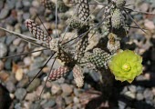Cylindropuntia anteojoensis in flower Flower,North America,Tracheophyta,Photosynthetic,Terrestrial,Cylindropuntia,Cactaceae,Plantae,Caryophyllales,Tropical,Vulnerable,Scrub,Magnoliopsida,Sub-tropical,IUCN Red List