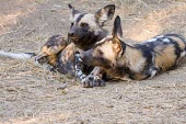 Pair of African wild dogs lying down Adult,Meetings with others of same species,Intra-specific behaviours,Carnivores,Carnivora,Mammalia,Mammals,Chordates,Chordata,Dog, Coyote, Wolf, Fox,Canidae,Savannah,Carnivorous,Terrestrial,Forest,pic