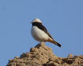 Mourning wheatear, side profile Adult,Rock,Africa,Chordata,Aves,Terrestrial,Animalia,Grassland,Asia,lugens,Desert,Semi-desert,Agricultural,Flying,Least Concern,Muscicapidae,Oenanthe,Passeriformes,Omnivorous,IUCN Red List