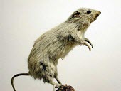Mounted skin of a lesser stick-nest rat Threats to existence,Adult,Rats, Mice, Voles and Lemmings,Muridae,Chordates,Chordata,Mammalia,Mammals,Rodents,Rodentia,Herbivorous,Terrestrial,apicalis,Animalia,Australia,Critically Endangered,Leporil