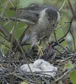 Cooper's hawk returning to the nest with prey Reproduction,Feeding chick,Aves,Birds,Ciconiiformes,Herons Ibises Storks and Vultures,Chordates,Chordata,Accipitridae,Hawks, Eagles, Kites, Harriers,Falconiformes,South America,CITES,Flying,Appendix I