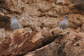 Pair of Somali pigeons Adult,Aves,Columba,Columbidae,Animalia,Columbiformes,Africa,Rock,Herbivorous,Terrestrial,Data Deficient,IUCN Red List,Chordata