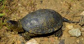 European pond turtle Adult,Reptilia,Reptiles,Chordates,Chordata,Turtles,Testudines,Pond Turtles,Emydidae,Asia,Emys,Streams and rivers,Aquatic,Omnivorous,orbicularis,Wetlands,Africa,Ponds and lakes,Europe,Terrestrial,Near