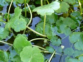Floating pennywort, close up Leaves,Magnoliophyta,Flowering Plants,Apiaceae,Apiales,Magnoliopsida,Dicots,Plantae,South America,Fresh water,Streams and rivers,Africa,Australia,Ponds and lakes,North America,Europe,Photosynthetic,Te