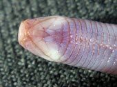 Zarudnyis worm lizard head detail; ventral view Adult,Amphisbaenia,Desert,Diplometopon,Subterranean,Trogonophidae,Reptilia,Carnivorous,Least Concern,Chordata,Terrestrial,Asia,Animalia,IUCN Red List