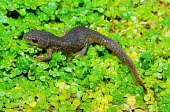 Algerian ribbed newt Adult,Ponds and lakes,nebulosus,Caudata,Africa,Chordata,Amphibia,Salamandridae,Animalia,Vulnerable,Wetlands,Pleurodeles,Omnivorous,IUCN Red List