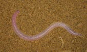 Zarudnyis worm lizard Species in habitat shot,Adult,Habitat,Amphisbaenia,Desert,Diplometopon,Subterranean,Trogonophidae,Reptilia,Carnivorous,Least Concern,Chordata,Terrestrial,Asia,Animalia,IUCN Red List