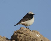 Mourning wheatear Adult,Rock,Africa,Chordata,Aves,Terrestrial,Animalia,Grassland,Asia,lugens,Desert,Semi-desert,Agricultural,Flying,Least Concern,Muscicapidae,Oenanthe,Passeriformes,Omnivorous,IUCN Red List