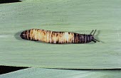 Caterpillar slug Animalia,Africa,haroldi,Laevicaulis,Terrestrial,Mollusca,Herbivorous,Endangered,Gastropoda,Veronicellidae,Wetlands,Stylommatophora,IUCN Red List