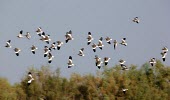 White-tailed lapwings in flight Flapping flight,Flying,Locomotion,Adult,Aves,Terrestrial,Africa,Grassland,Charadriiformes,Omnivorous,Europe,Vanellus,Least Concern,Animalia,leucurus,Brackish,Chordata,Fresh water,Agricultural,Charadri