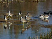 Red-wattled lapwings in water Social behaviour,How does it live ?,Adult,Charadriiformes,Animalia,Least Concern,Omnivorous,Flying,Wetlands,Grassland,Agricultural,Aves,Vanellus,Terrestrial,Charadriidae,indicus,Asia,Chordata,Aquatic,