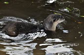 Smooth-coated otter swimming in river Locomotion,Adult,Swimming,Chordates,Chordata,Mammalia,Mammals,Carnivores,Carnivora,Weasels, Badgers and Otters,Mustelidae,Carnivorous,Appendix II,perspicillata,Terrestrial,Ponds and lakes,Streams and