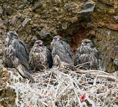Gyr falcons at nest How does it live ?,Living place,Immature Adult,Falcons, Caracaras,Falconidae,Ciconiiformes,Herons Ibises Storks and Vultures,Chordates,Chordata,Aves,Birds,Falco,Terrestrial,Asia,Flying,Mountains,Tundr