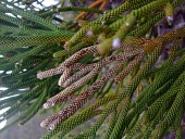 Dacrydium araucarioides with dead foliage turning white Leaves,Terrestrial,Photosynthetic,Plantae,Coniferopsida,Least Concern,Tracheophyta,Dacrydium,IUCN Red List,Coniferales,Pacific,Podocarpaceae,Rock
