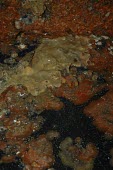Carpet sea squirt on boat hull Australia,Coastal,North America,Ocean,Asia,Didemnum,Aquatic,Europe,Enterogona,Pacific,Ascidiacea,Atlantic,South,Particulate,Animalia,Chordata,Didemnidae