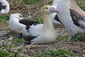 Short-tailed albatross amid a group of decoys placed to attract new birds to the island Living place,Adult,Reproduction,Incubation,How does it live ?,Ciconiiformes,Herons Ibises Storks and Vultures,Chordates,Chordata,Aves,Birds,Albatrosses,Diomedeidae,Pacific,Aquatic,Carnivorous,North Am
