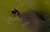 Red-headed Amazon river turtle in water Adult,Vulnerable,Podocnemis,Animalia,Herbivorous,Terrestrial,Podocnemididae,South America,Aquatic,Chordata,Fresh water,Testudines,Reptilia,IUCN Red List