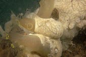 Carpet sea squirt overgrowing solitary tunicates Ciona intestin Australia,Coastal,North America,Ocean,Asia,Didemnum,Aquatic,Europe,Enterogona,Pacific,Ascidiacea,Atlantic,South,Particulate,Animalia,Chordata,Didemnidae