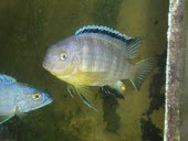 Tropheops gracilior Adult,Perciformes,Aquatic,Streams and rivers,Tropheops,Chordata,Animalia,Cichlidae,Omnivorous,Actinopterygii,IUCN Red List,Fresh water,Africa,Vulnerable