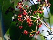 Maple silkwood flowers and buds Flower,Terrestrial,IUCN Red List,Australia,Endangered,Rutaceae,Magnoliopsida,Flindersia,Sapindales,Tracheophyta,Plantae,Forest
