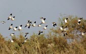 White-tailed lapwings in flight Flying,Locomotion,Adult,Flapping flight,Aves,Terrestrial,Africa,Grassland,Charadriiformes,Omnivorous,Europe,Vanellus,Least Concern,Animalia,leucurus,Brackish,Chordata,Fresh water,Agricultural,Charadri