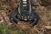 Female emperor scorpion showing chelicerae Carnivorous,Appendix II,Arthropoda,Tropical,Scorpiones,Soil,Savannah,Arachnida,Scorpionidae,Rock,Subterranean,Terrestrial,Pandinus,Africa,Animalia