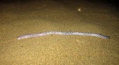Zarudnyis worm lizard Habitat,Adult,Species in habitat shot,Amphisbaenia,Desert,Diplometopon,Subterranean,Trogonophidae,Reptilia,Carnivorous,Least Concern,Chordata,Terrestrial,Asia,Animalia,IUCN Red List
