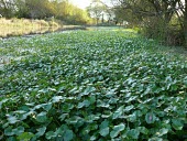 Floating pennywort Leaves,Mature form,Magnoliophyta,Flowering Plants,Apiaceae,Apiales,Magnoliopsida,Dicots,Plantae,South America,Fresh water,Streams and rivers,Africa,Australia,Ponds and lakes,North America,Europe,Photo