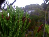 Dacrydium araucarioides foliage with brown tips Leaves,Terrestrial,Photosynthetic,Plantae,Coniferopsida,Least Concern,Tracheophyta,Dacrydium,IUCN Red List,Coniferales,Pacific,Podocarpaceae,Rock