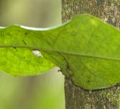Auriculella ambusta on leaf Achatinellidae,Terrestrial,Animalia,Auriculella,Forest,North America,Mollusca,Data Deficient,Gastropoda,Stylommatophora,Extinct,IUCN Red List